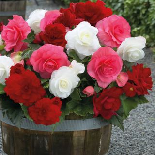 Beautiful begonia flowers available to grow from tubers