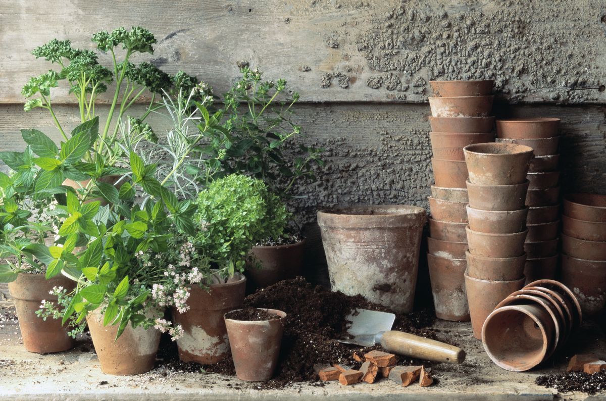 Clay Pot Sealer est le « héros méconnu » des jardins en conteneurs 