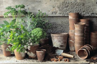 A collection of Terracotta plant pots with herbs growing