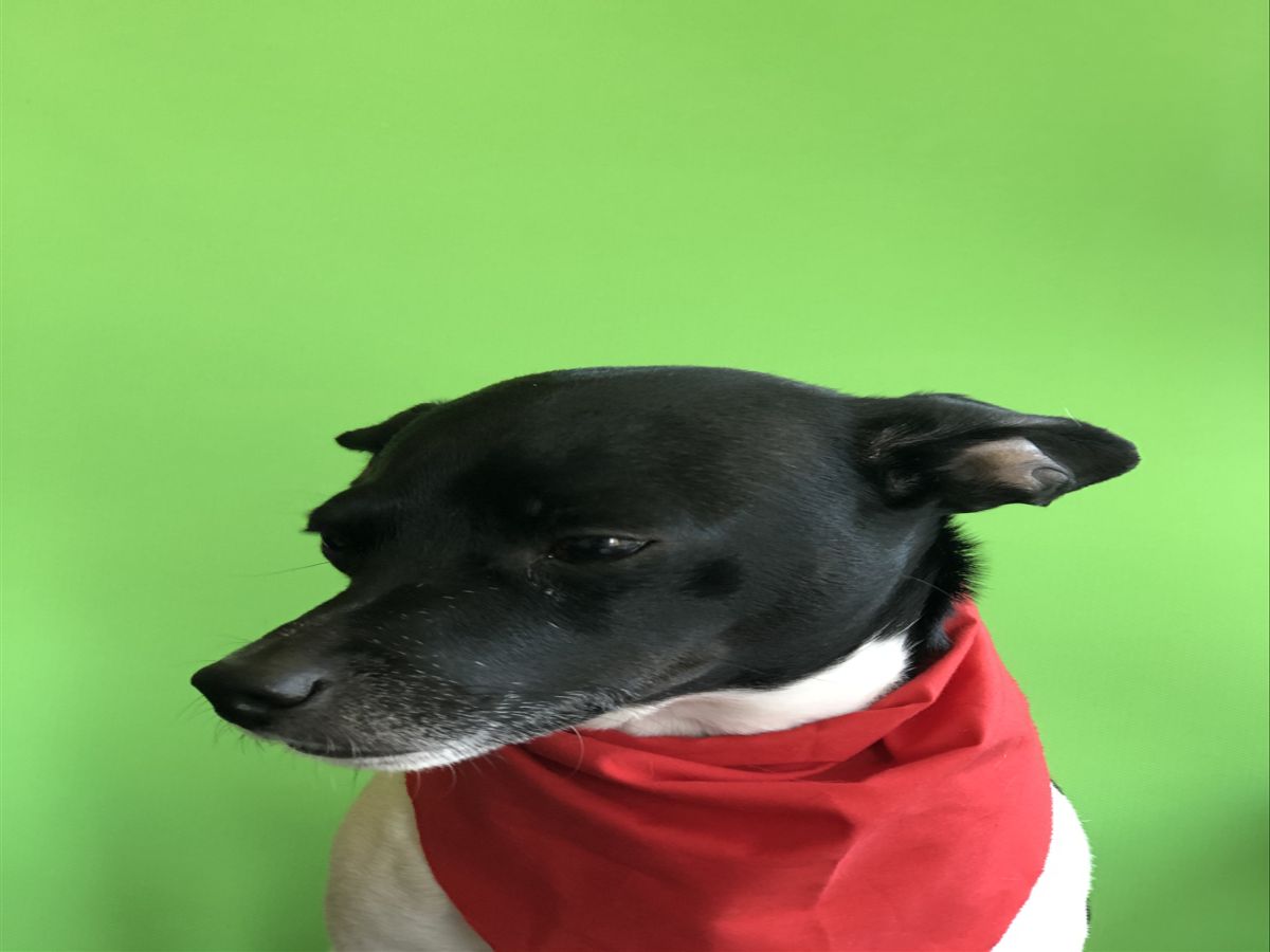The Good Boy
