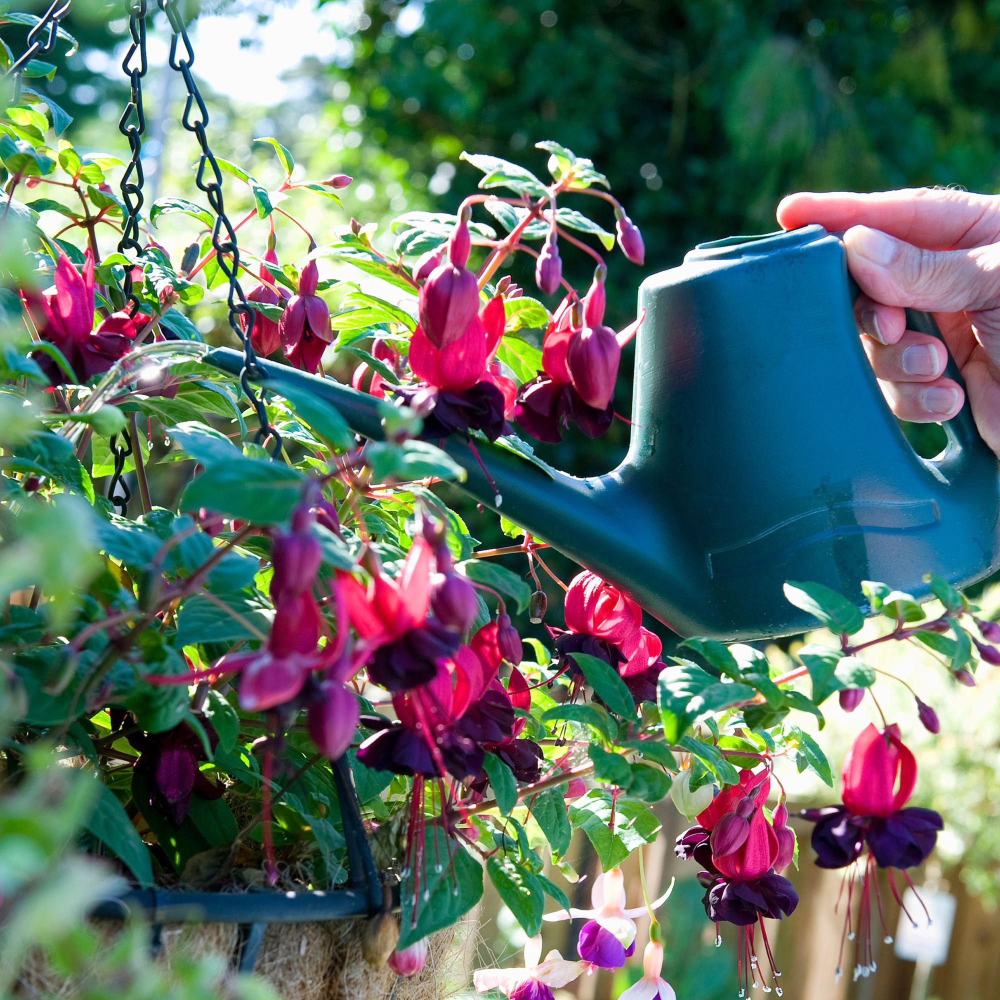 Watering hanging basket with fuchsias