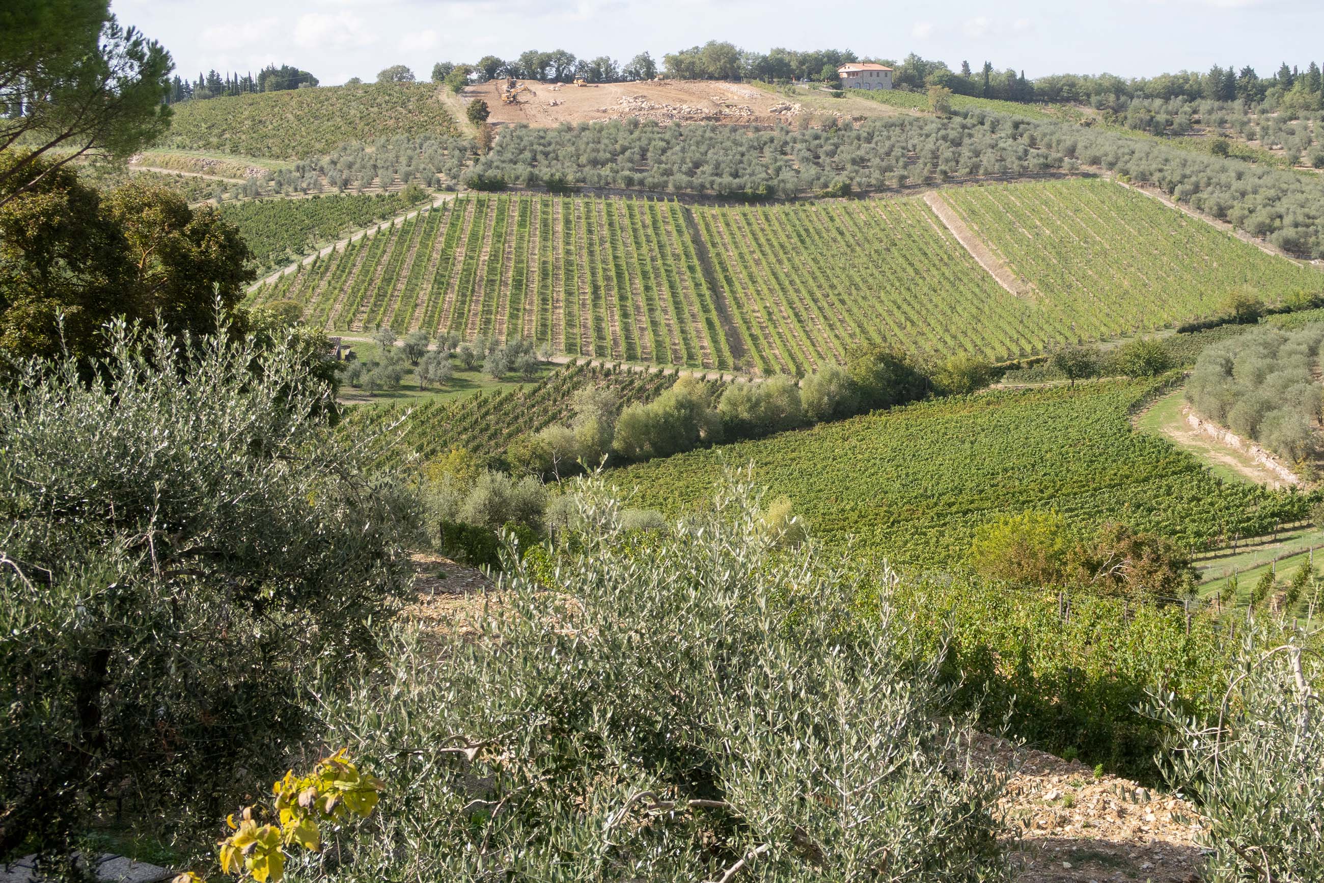 In Gaiole at Castello di Ama looking towards the  Bertinga estate_credit Michaela Morris
