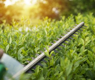 Hedge trimmer cutting a green hedge