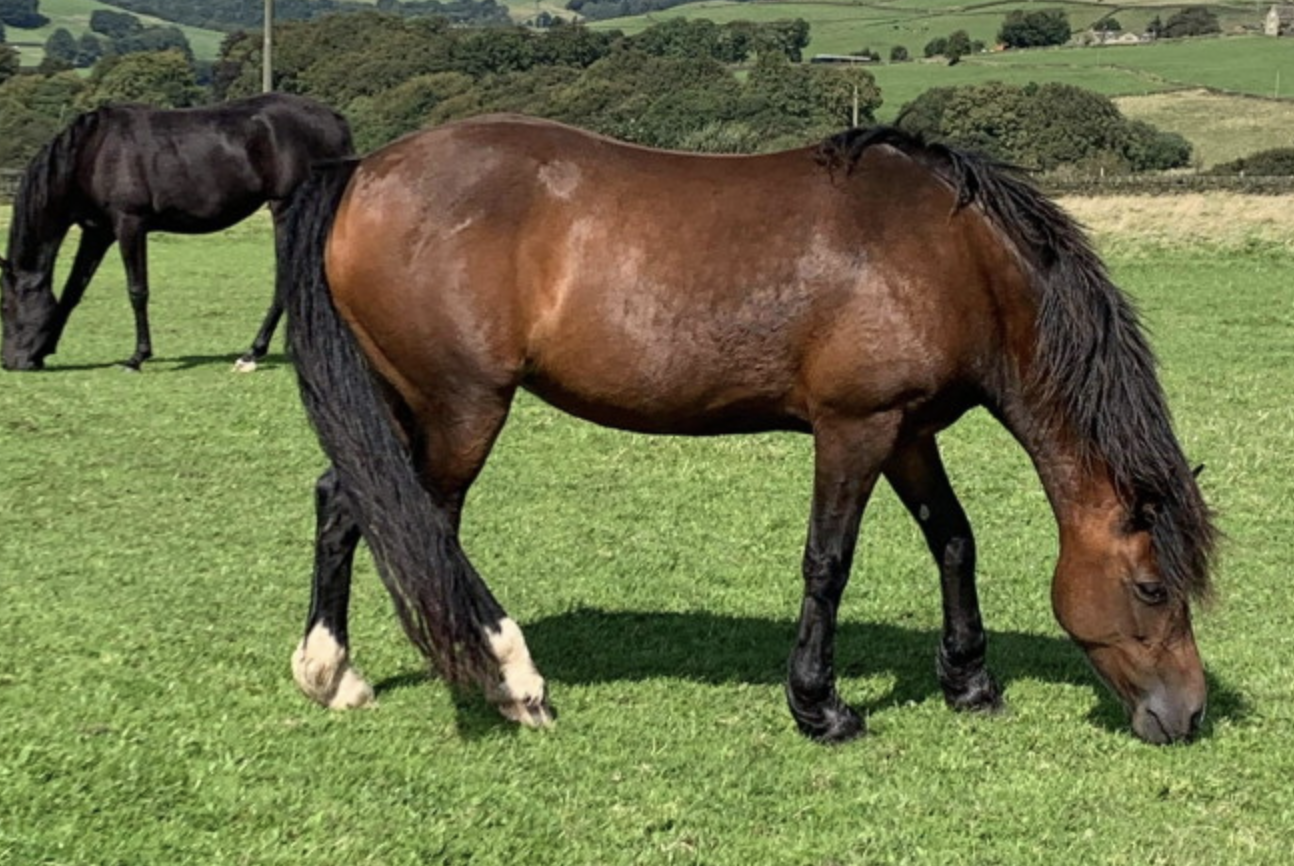 Welsh cobs and ponies for sale