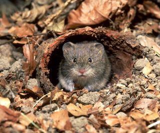 Bank vole: clethrionomys glareola at nest entrance