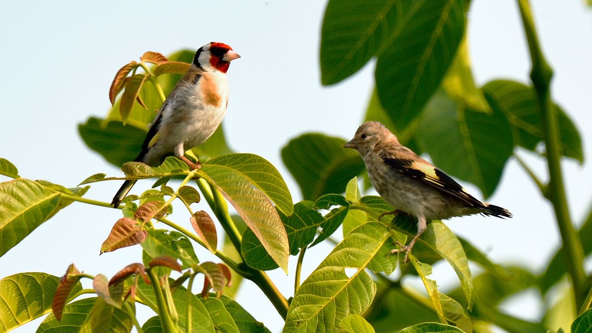 plants-for-birds-10-plants-to-attract-birds-to-your-garden-homes