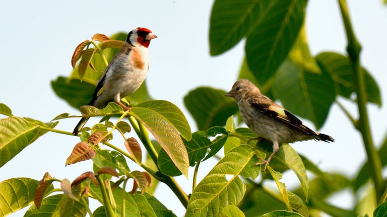 goldfinch on a tree with its young