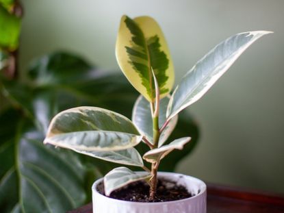 Small variegated rubber plant in a pot