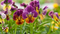 'Sorbet Antique Shades' violas