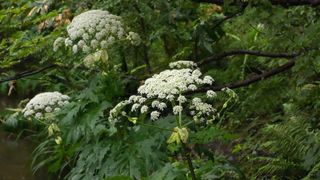 This 15ft invasive plant that produces toxic sap continues to appear in British gardens &ndash; and it's coming into season now
