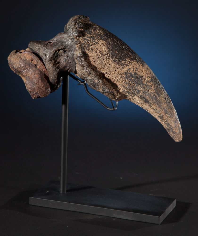 A fossil of a giant ground sloth claw