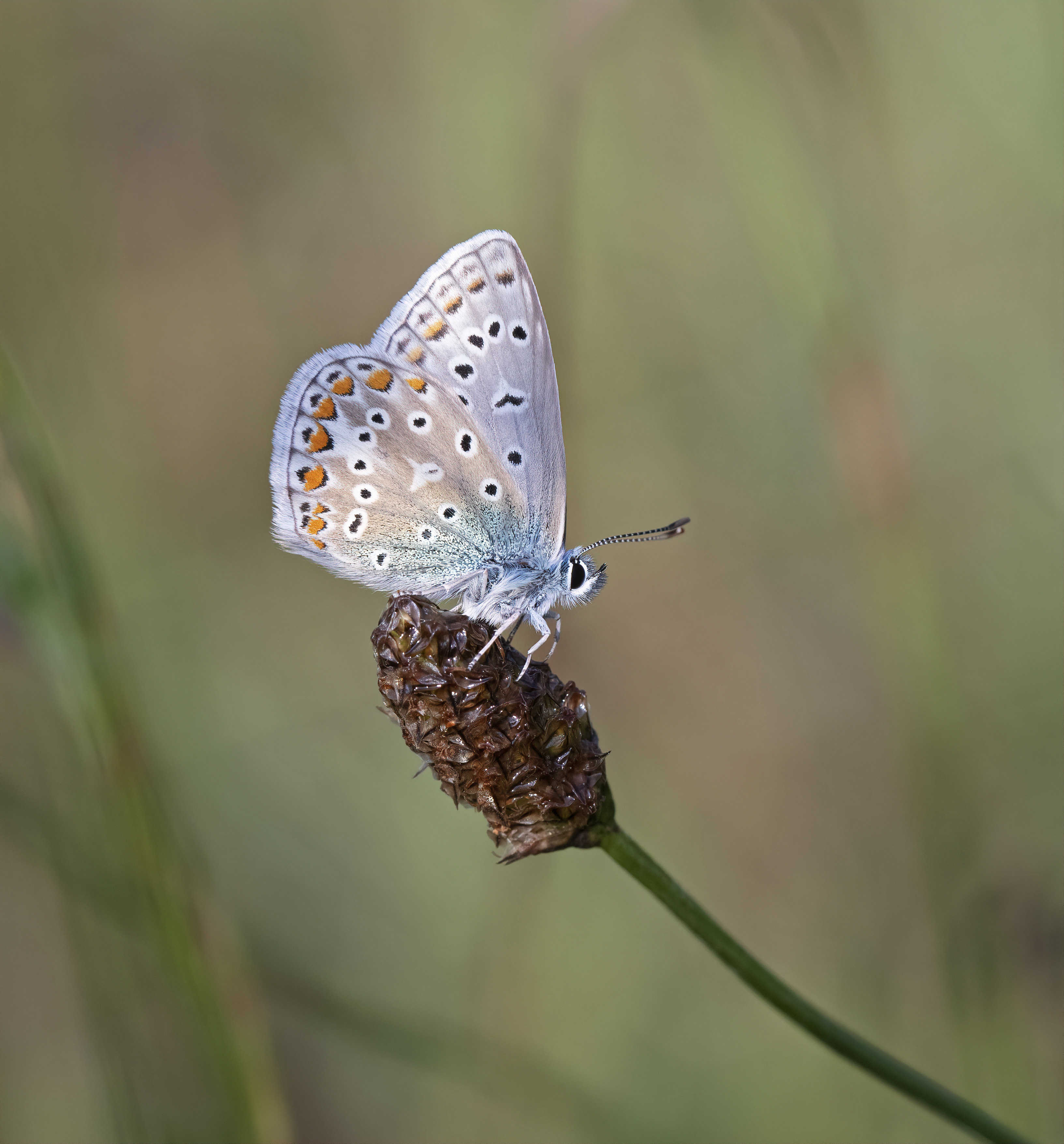 Common blue butterfly (Polyomatus icarus)