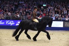 HorseNo11_OlympiaPN15_60823.jpg