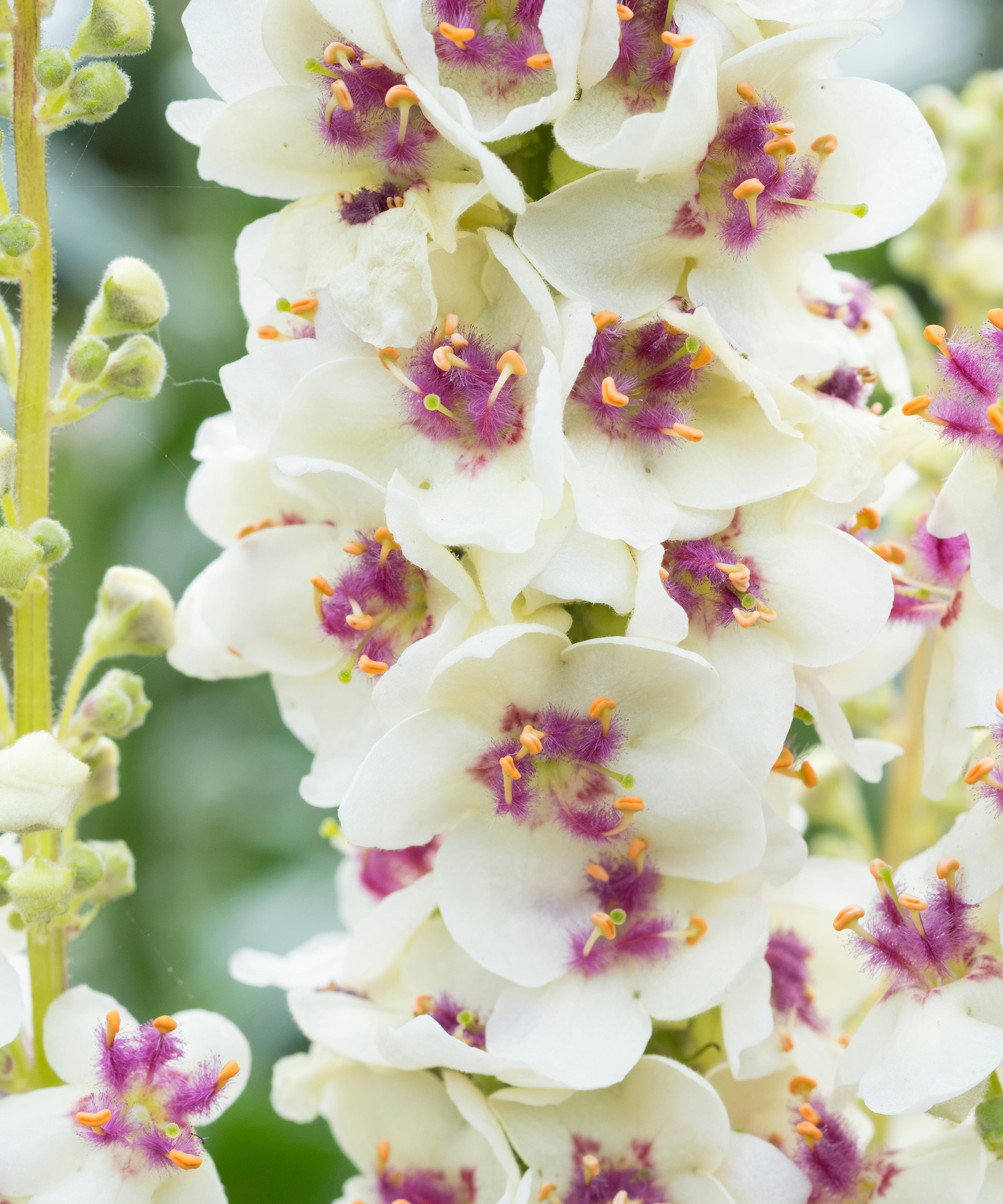 Verbascum chaixii 'Album'