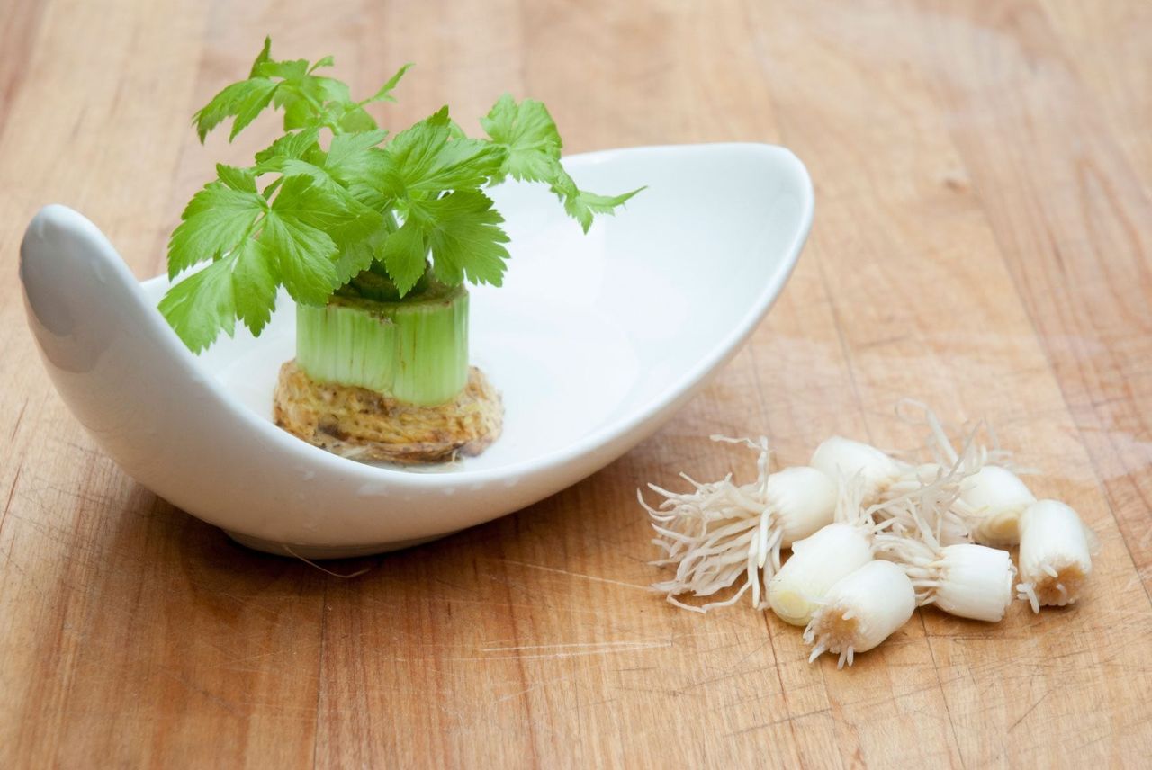 Cut Stalk Bottom Of Celery In White Glass Dish Next To Green Onion Tips