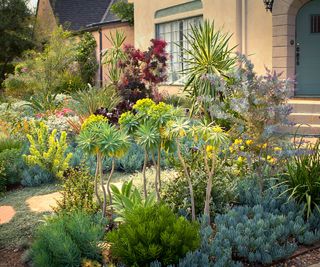 drought tolerant front yard in Los Angeles