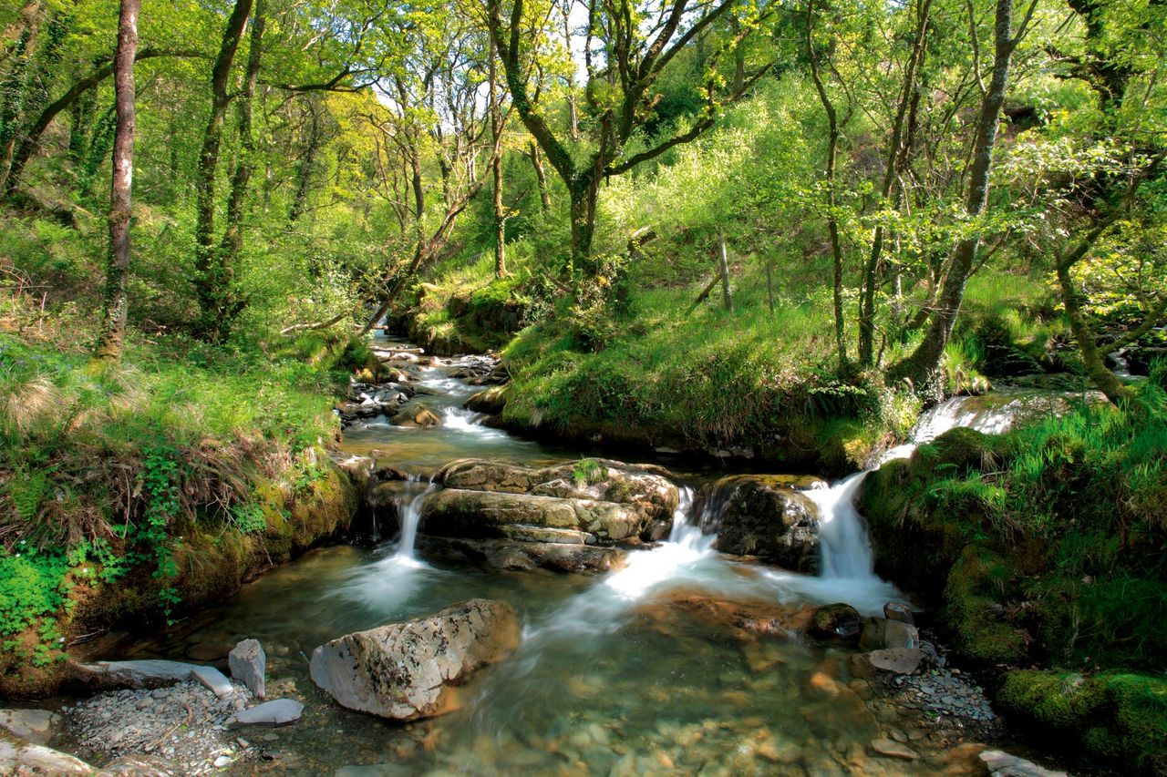 Woodland stream and waterfalls, Coed Nant Gwernol, a Woodlands Trust property in Gwynedd, Wales.