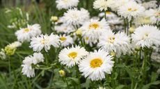 Shasta daisies 