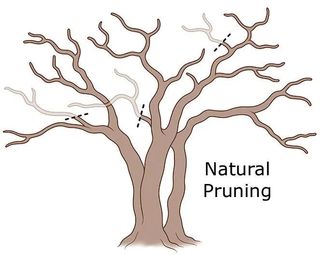 Illustration of natural pruning of a crepe myrtle