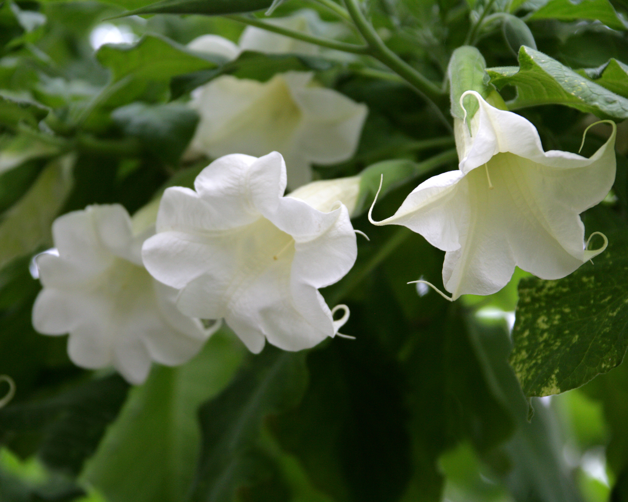 Angel Trumpet, Angel's Trumpet Tree or Datura, Brugmansia arborea, Solanaceae