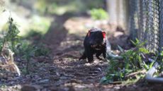 A wild Tasmanian devil exploring the 1,000 acre sanctuary where the new joeys were born.