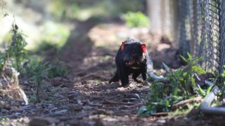 A wild Tasmanian devil exploring the 1,000 acre sanctuary where the new joeys were born.