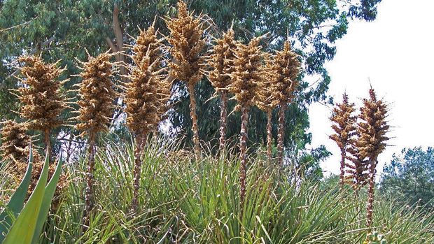 Puya chilensis 