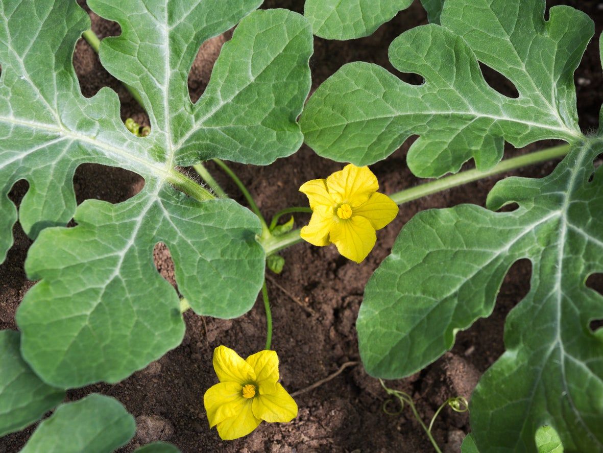 Yellow Flowers On Watermelon Vines