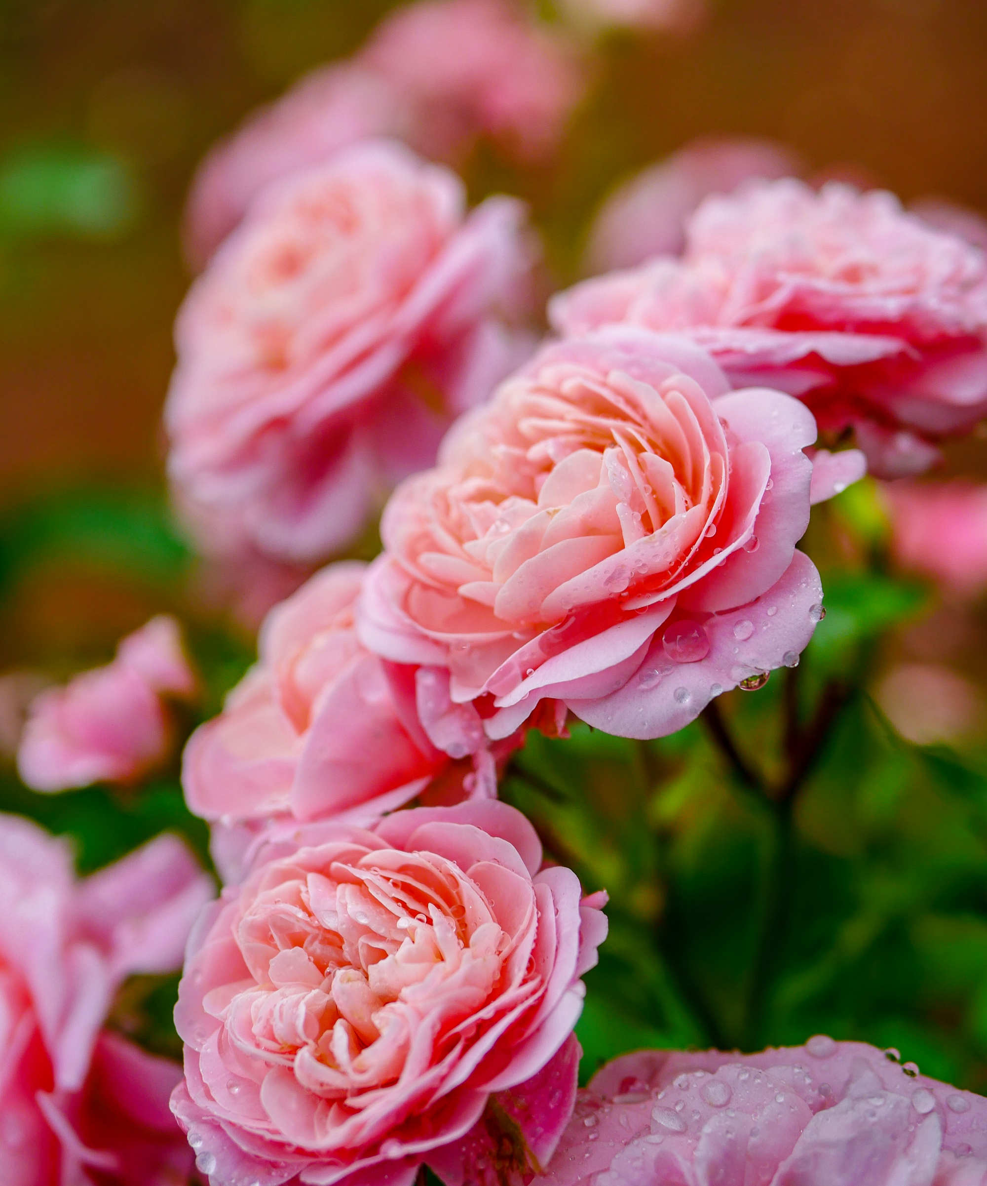 pink rose in garden on rainy day