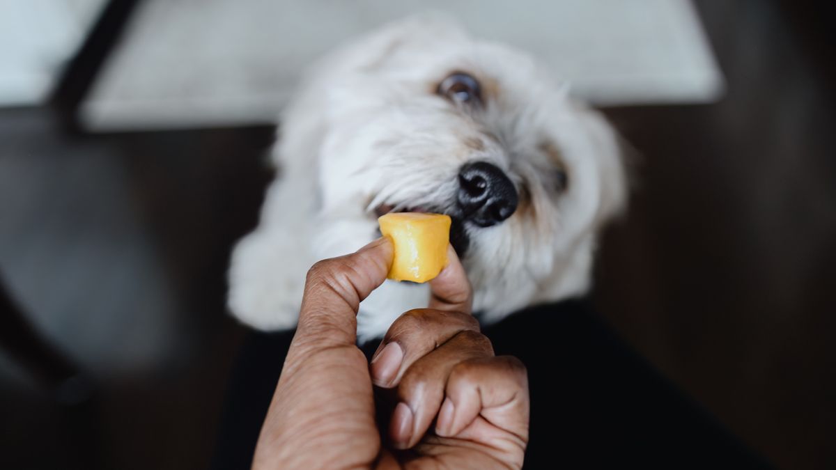 Dog eating fruit from person&#039;s hand