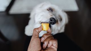 Dog eating fruit from person's hand