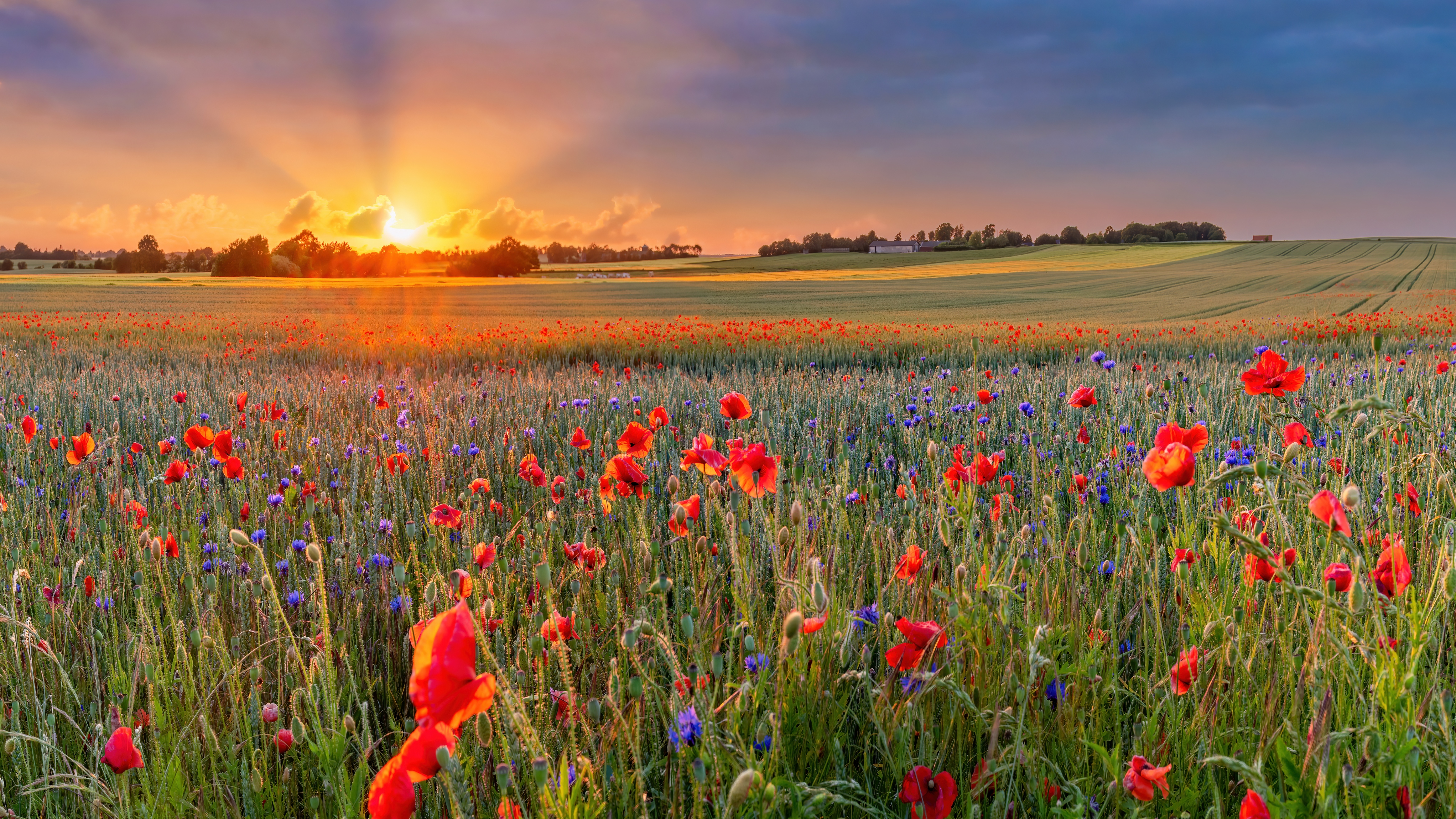 The Sun setting on a field of poppies in the countryside, Denmark