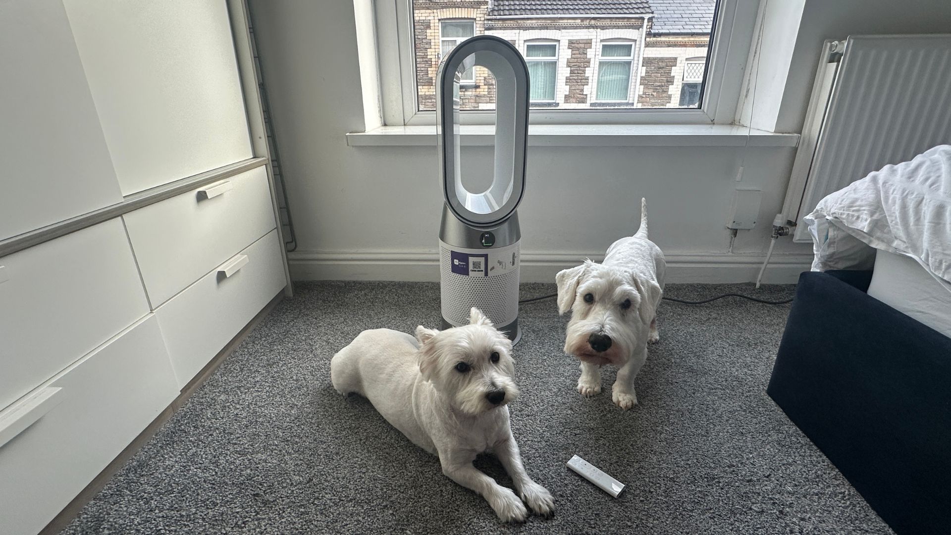 Dyson HP1 is good for getting rid of pet dander