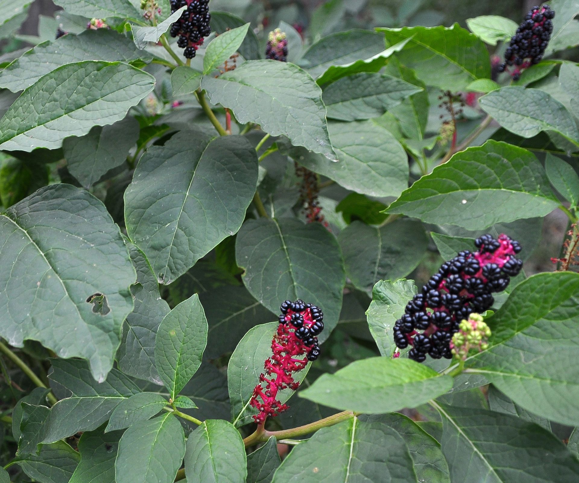 The invasive American pokeweed, with purple berries and green leaves in a garden border