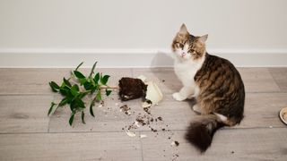 Cat sitting next to pot plant