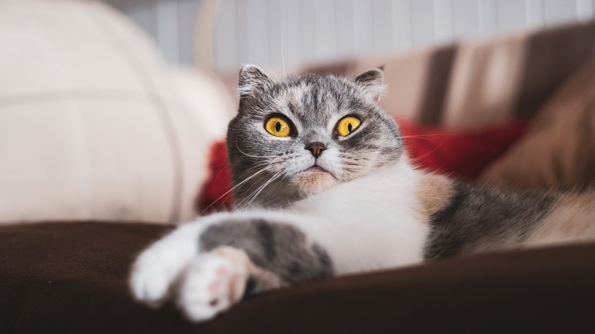 2020&#039;s Funniest cat videos 