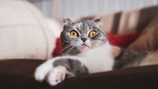 2020's Funniest cat videos 