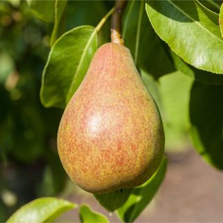 Pear 'Doyenné du Comice' growing on pear tree