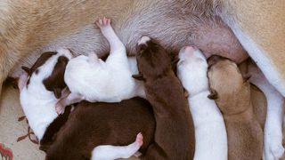 puppies eating breast milk