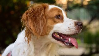 Side profile headshot of Brittany Spaniel