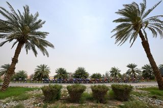 The peloton on stage 7 of the UAE Tour 2024