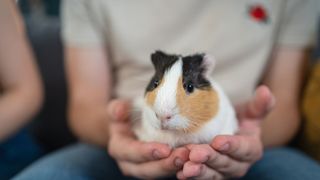 Guinea pig being held in hands