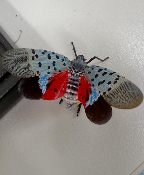 Photo of a spotted lanternfly with wings stretched out, as seen from above. The fly has a black and white striped abdomen; the top wings on either side are blue with black spots and gray with thin dashed lines of black at the tips. The bottom wings are bright red with black splotches closest to the abdomen, bright blue in a small triangle shape in the middle and black at the tip.