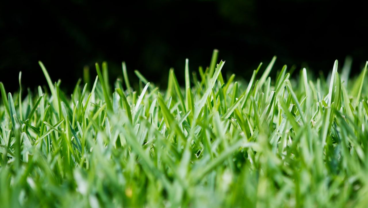 St. Augustine Grass