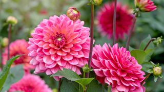 pink dahlias