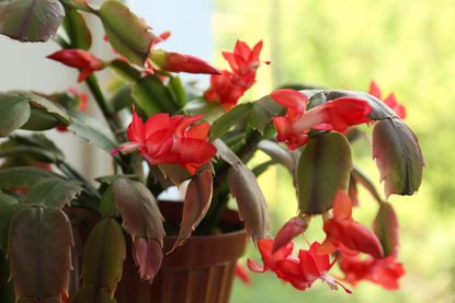 A Christmas cactus with red flowers
