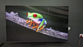 Samsung QN800D with frog on screen