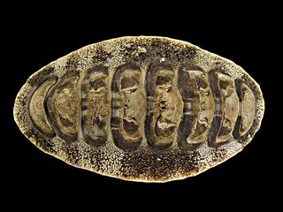Another species of chiton, Acanthopleura japonica, shown here.