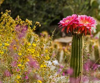 Torch cactus in landscaping design