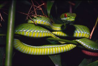Ruby-eyed green pit viper